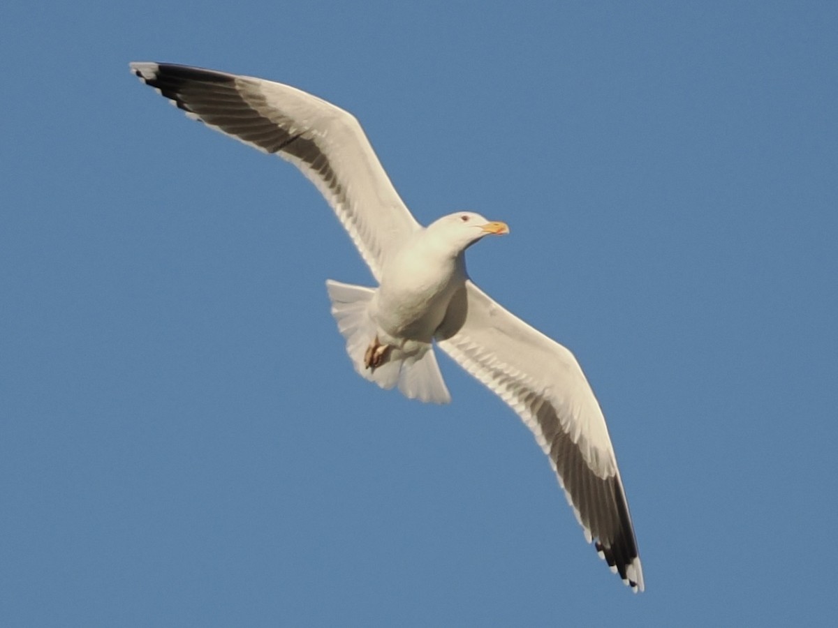 racek mořský - ML647203750