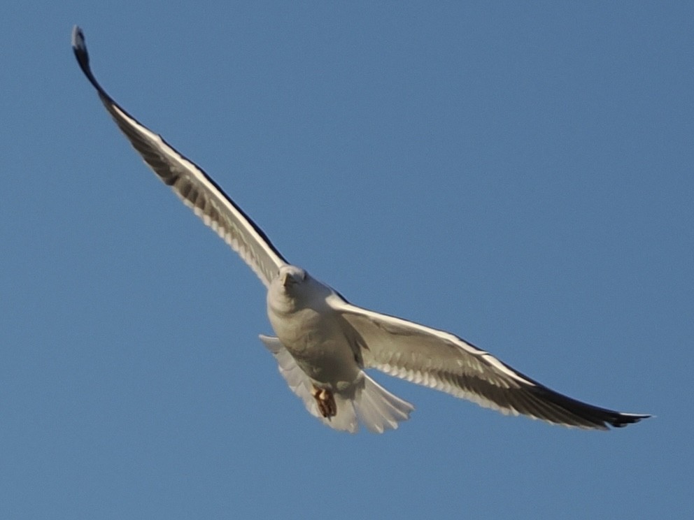 racek mořský - ML647203751