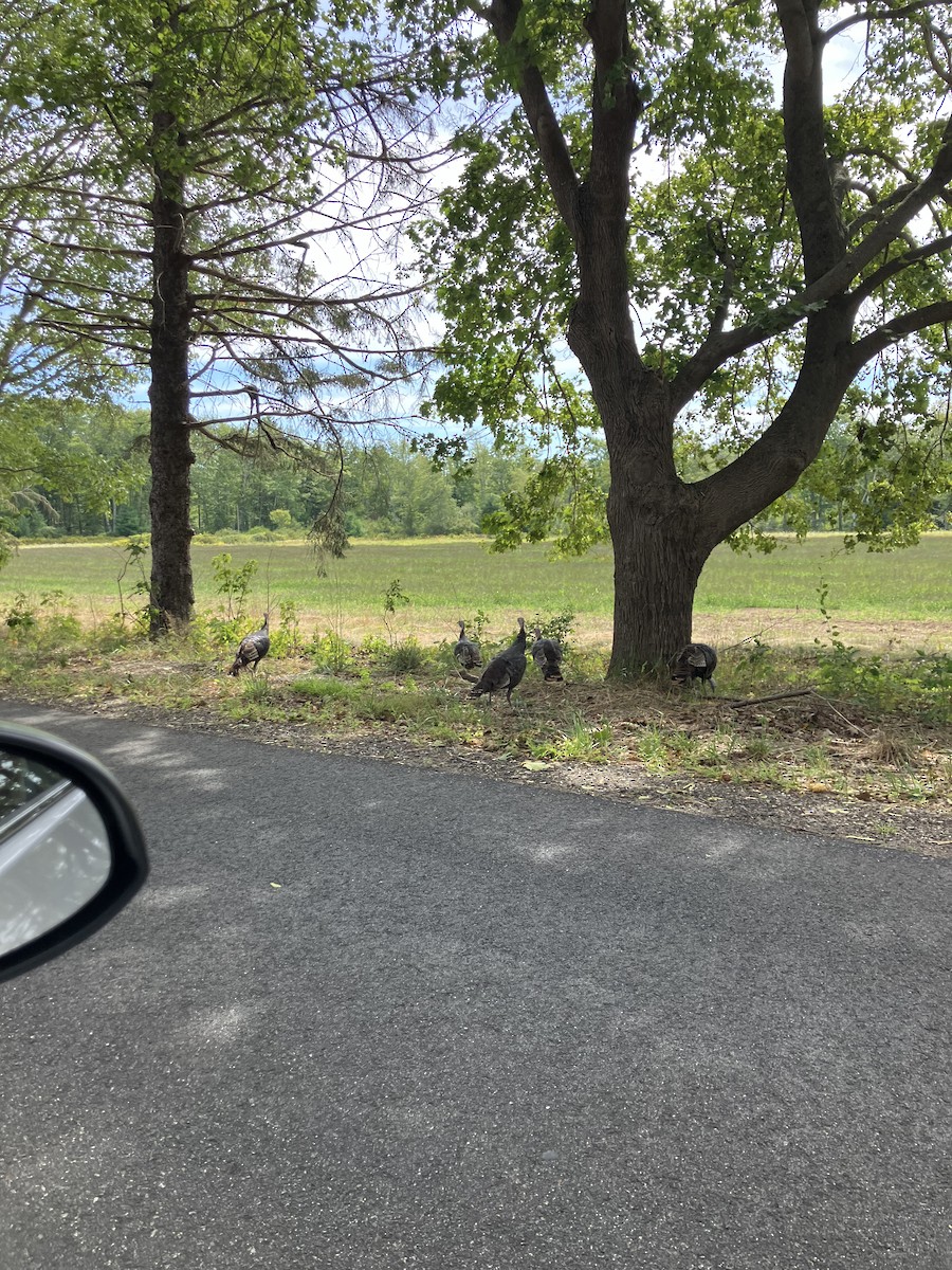 Yabani Hindi - ML647203753