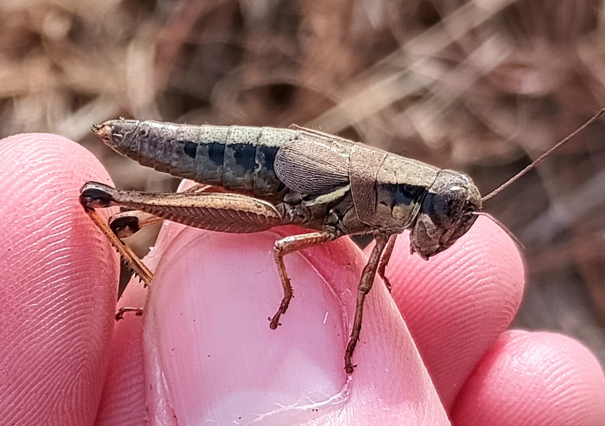 North American Spur-throated Grasshoppers - ML647203754