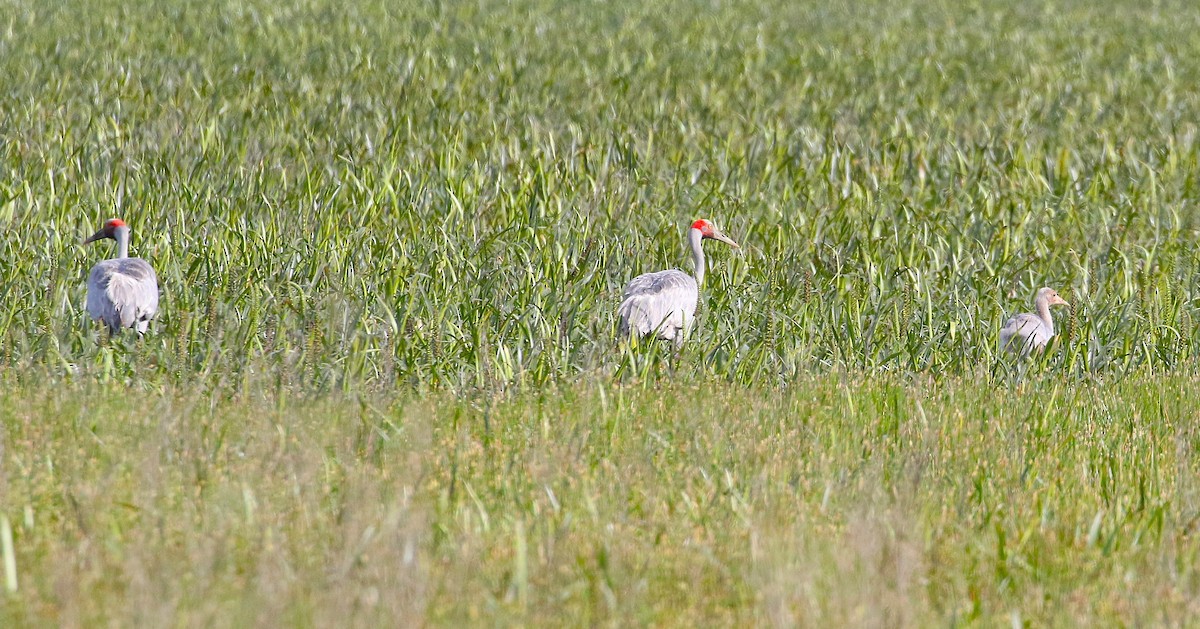 Brolga - ML647203757