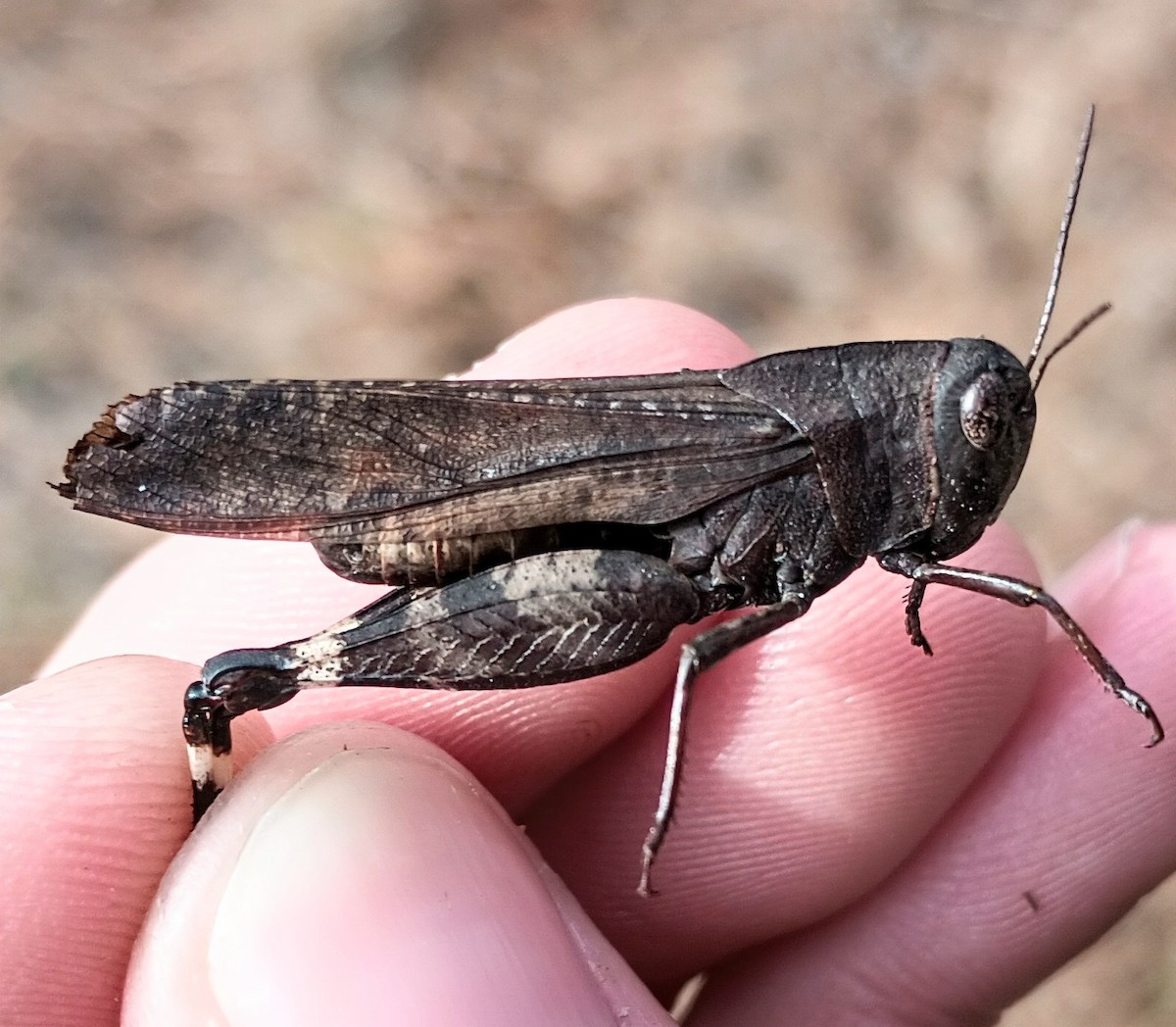 Autumn Yellow-winged Grasshopper - ML647203758