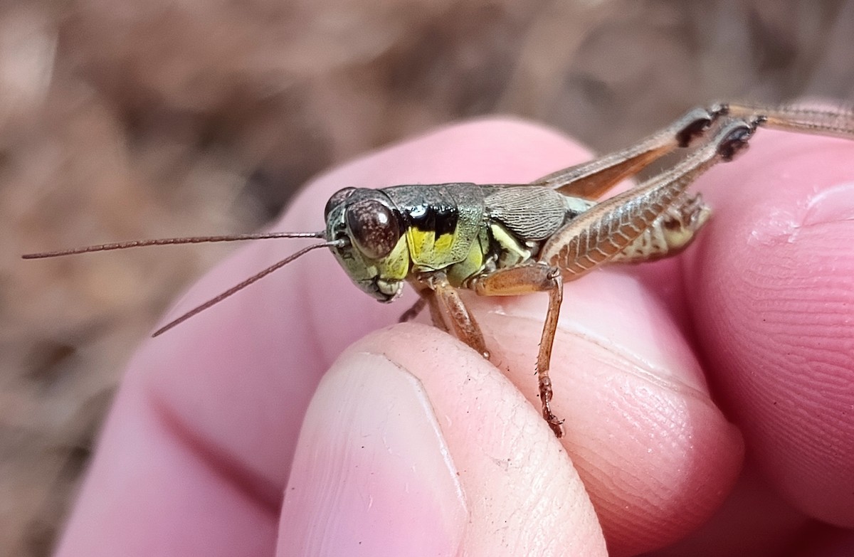 North American Spur-throated Grasshoppers - ML647203759