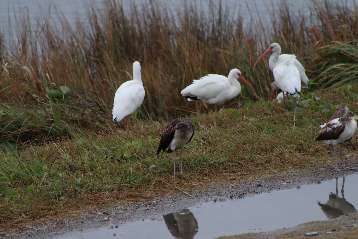 White Ibis - ML647203760