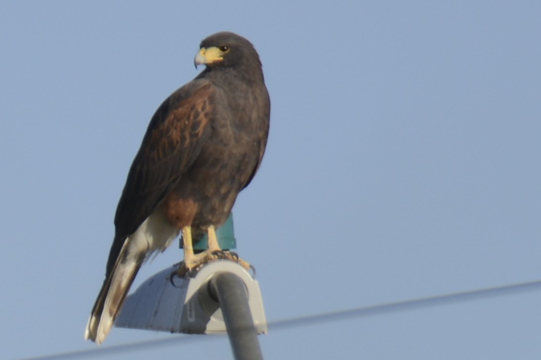 栗翅鷹 - ML647203764