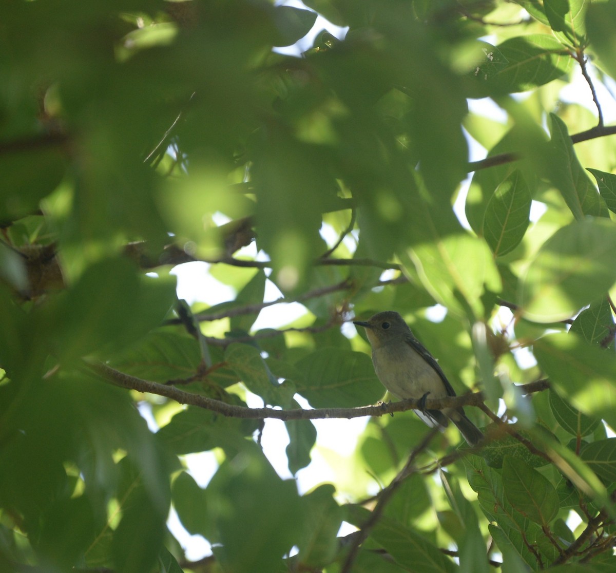 Gobemouche ultramarin - ML647203767