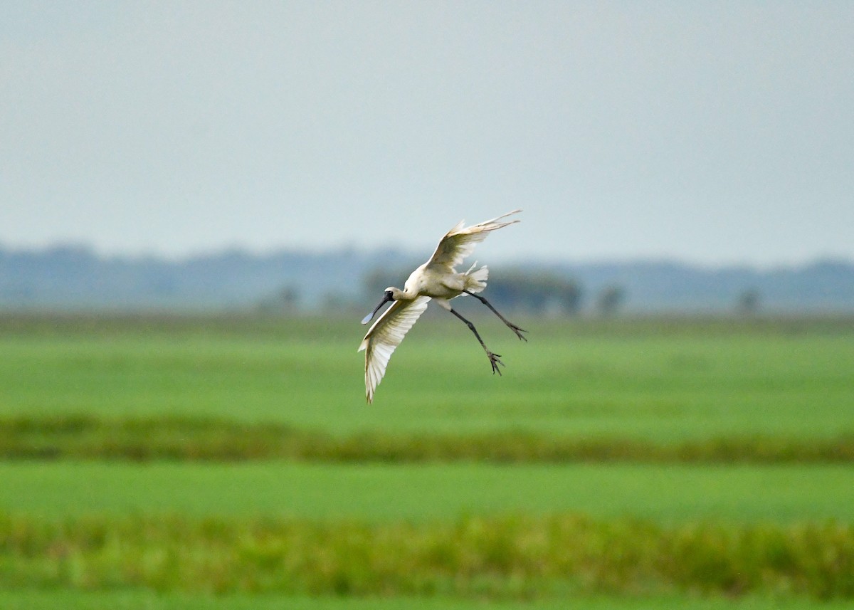 Königslöffler - ML647203769