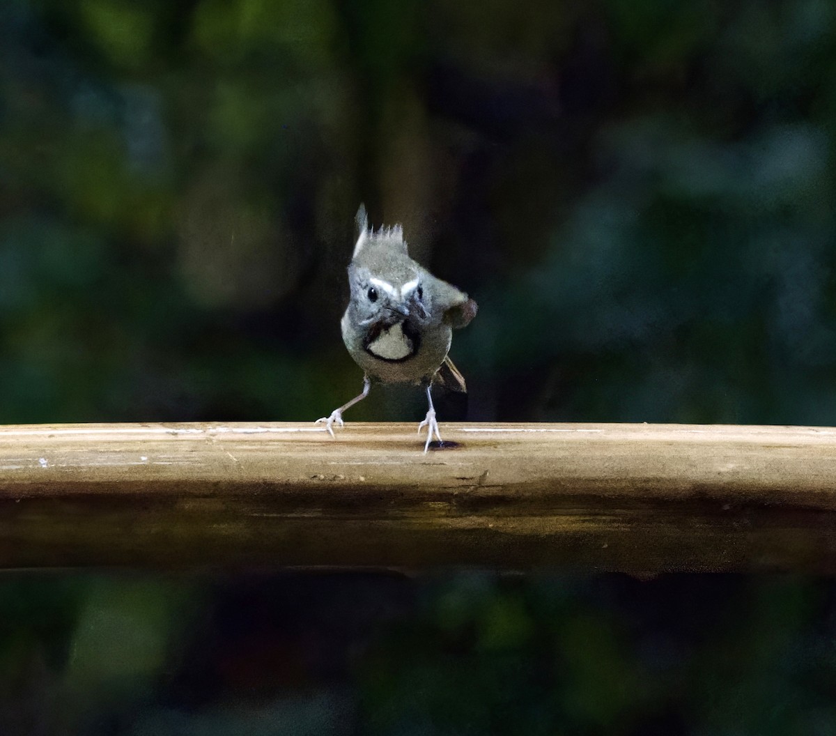 prydfluesnapper - ML647203770