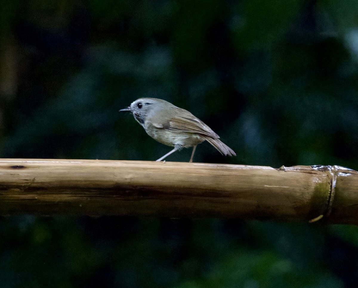 prydfluesnapper - ML647203771