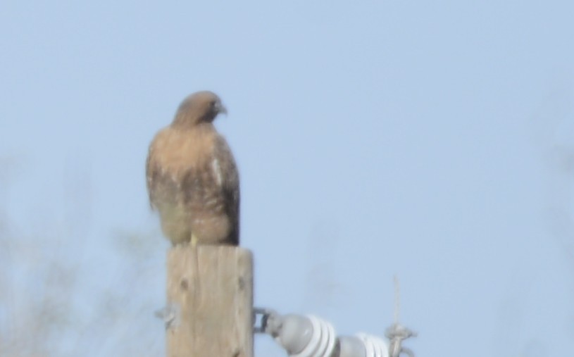 Red-tailed Hawk - ML647203776