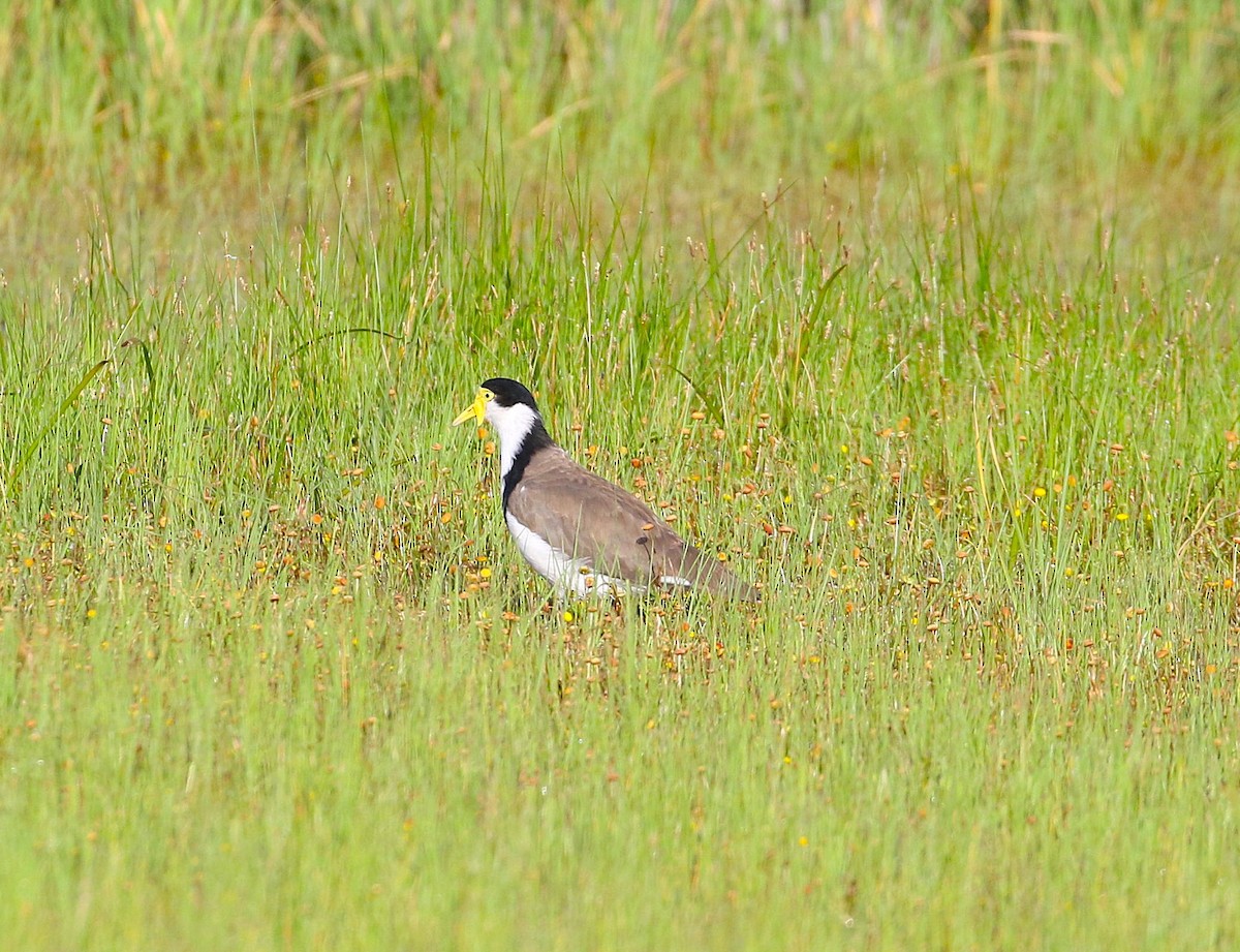 Masked Lapwing - ML647203786