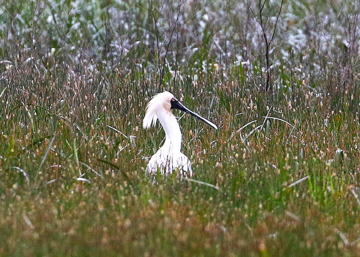 Royal Spoonbill - ML647203789