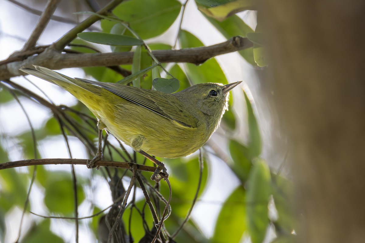 Orange-crowned Warbler (Gray-headed) - ML647203798