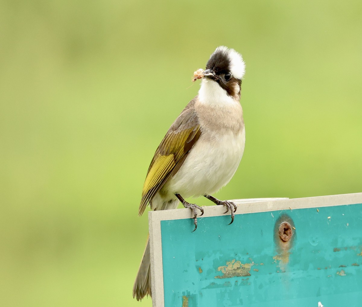 Chinabülbül - ML647203803