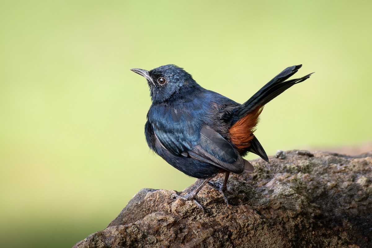 Strauchschmätzer - ML647203804