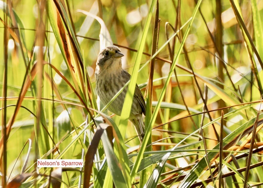 Nelsonammer - ML647203805