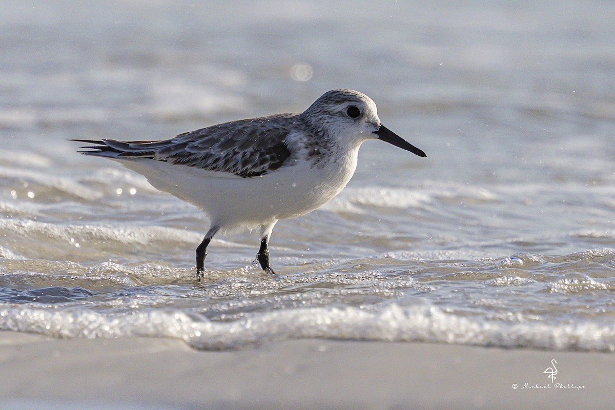 Sanderling - ML647203806