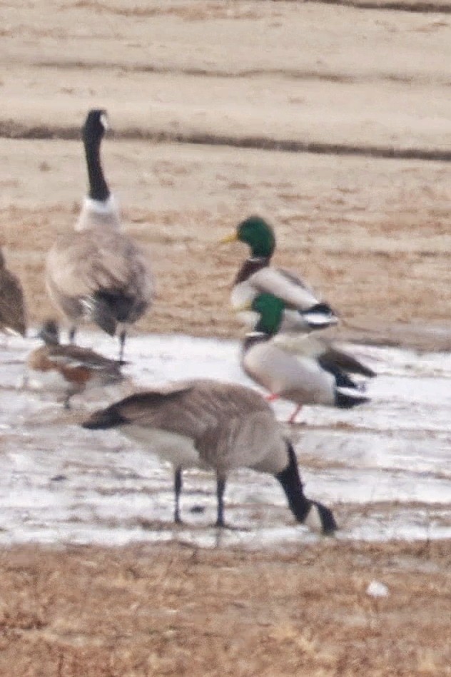 Kanadapfeifente - ML647203811