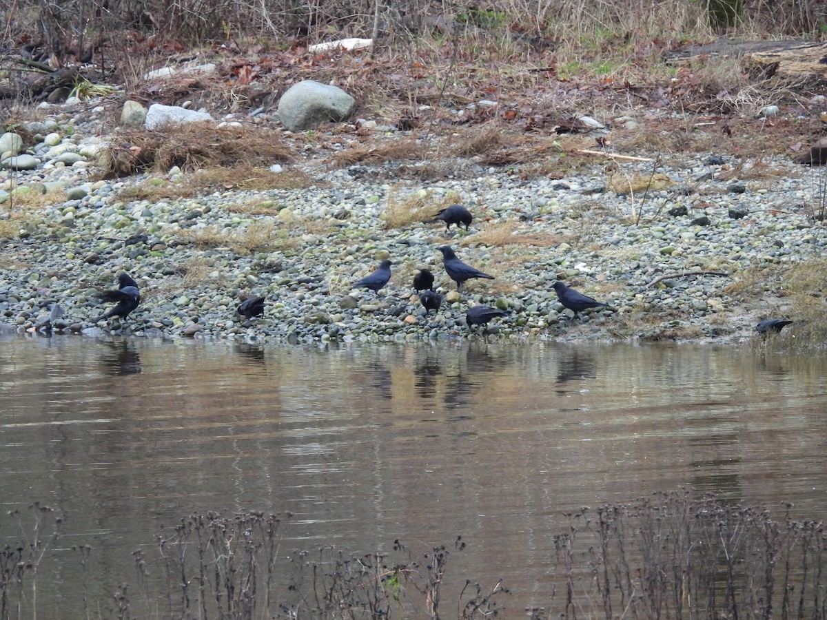 Spießente - ML647203812