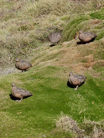 Rotbauch-Höhenläufer - ML647203813