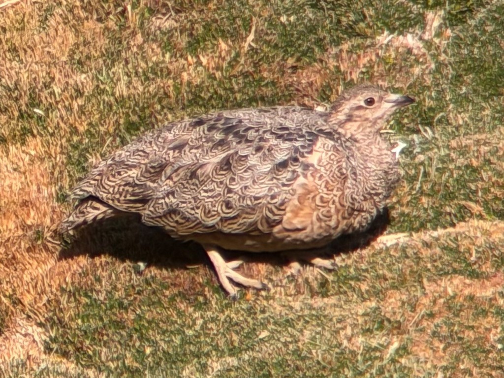 Rotbauch-Höhenläufer - ML647203814