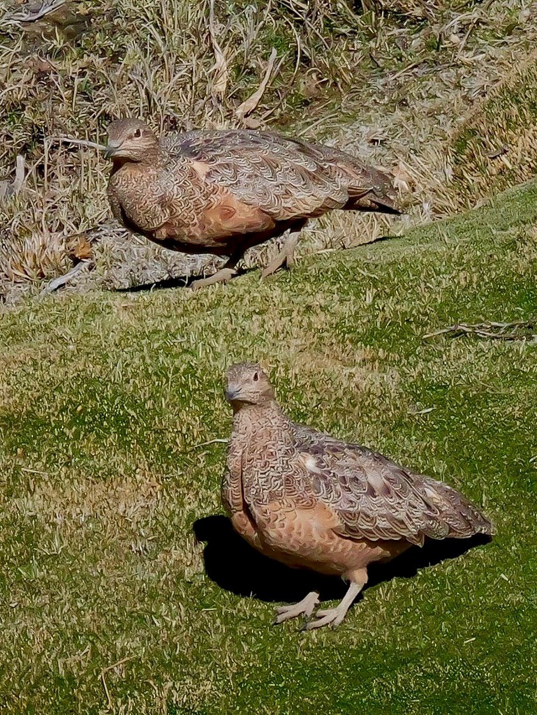 Rotbauch-Höhenläufer - ML647203815