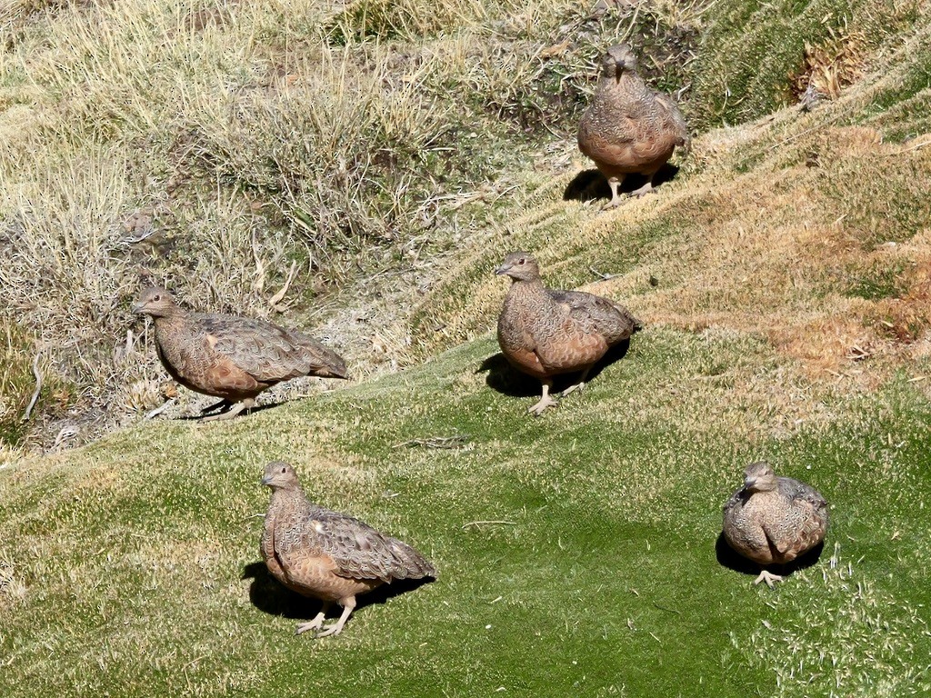 Rotbauch-Höhenläufer - ML647203816