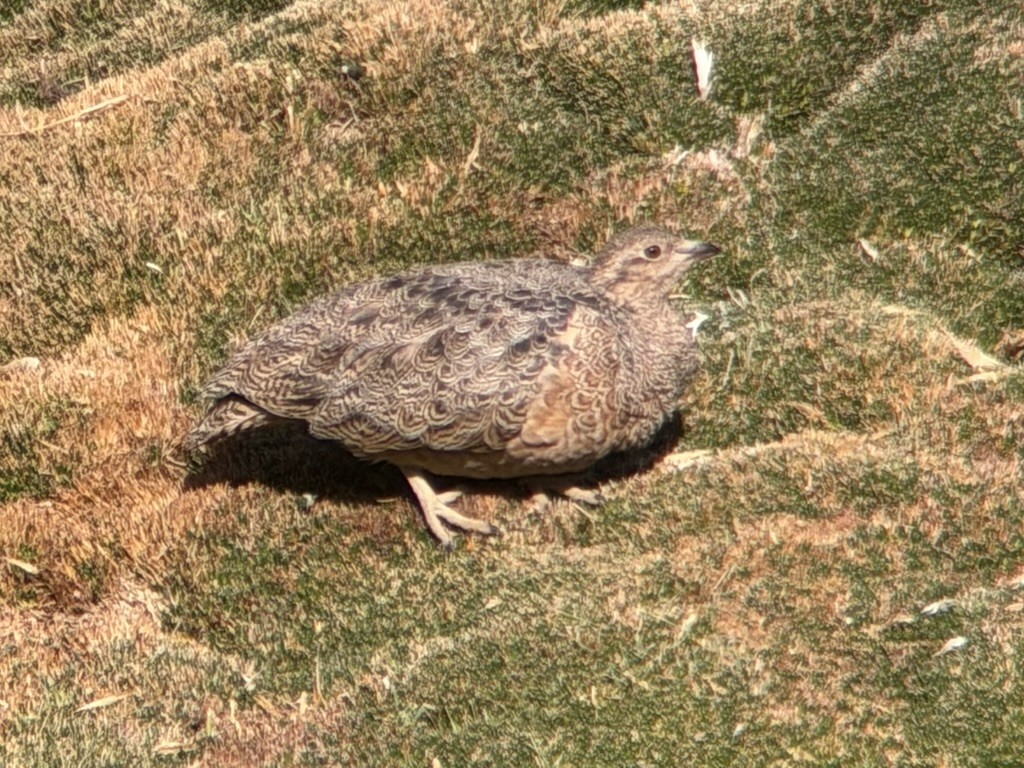 Rotbauch-Höhenläufer - ML647203817