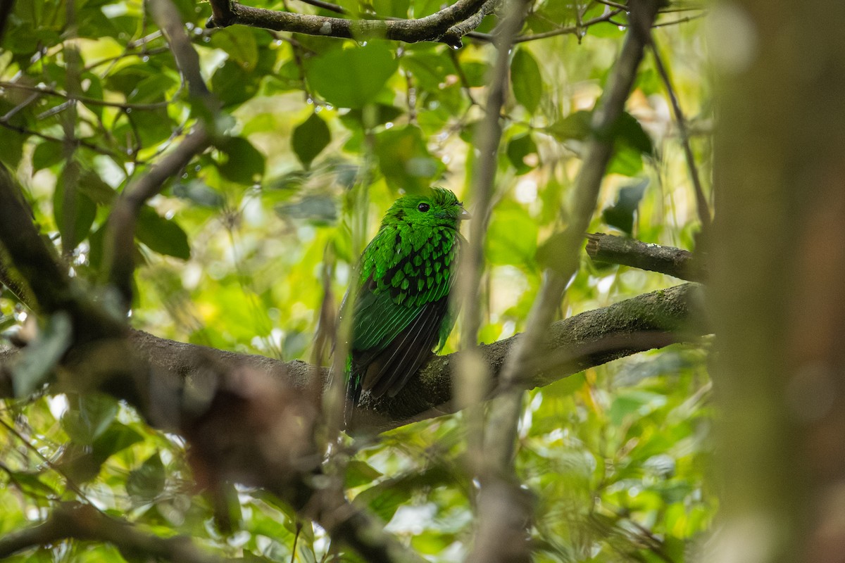 Schwarzkehl-Breitrachen - ML647203818