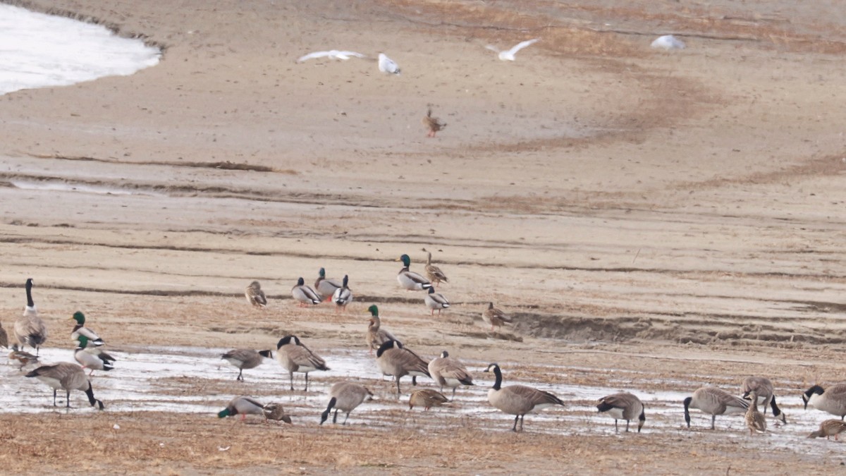 Zwergkanada-/Kanadagans - ML647203819