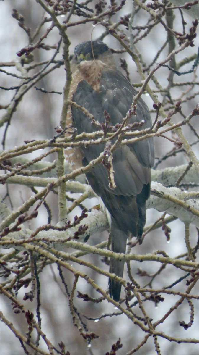 Rundschwanzhabicht - ML647203820