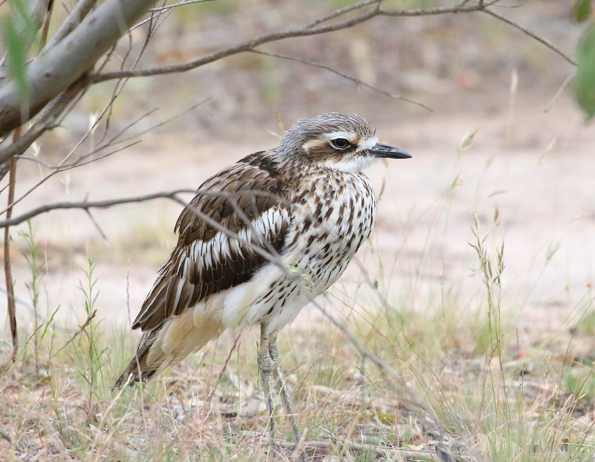 Langschwanztriel - ML647203821