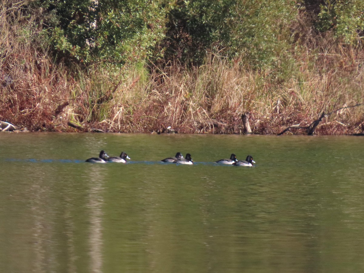 Ringschnabelente - ML647203823