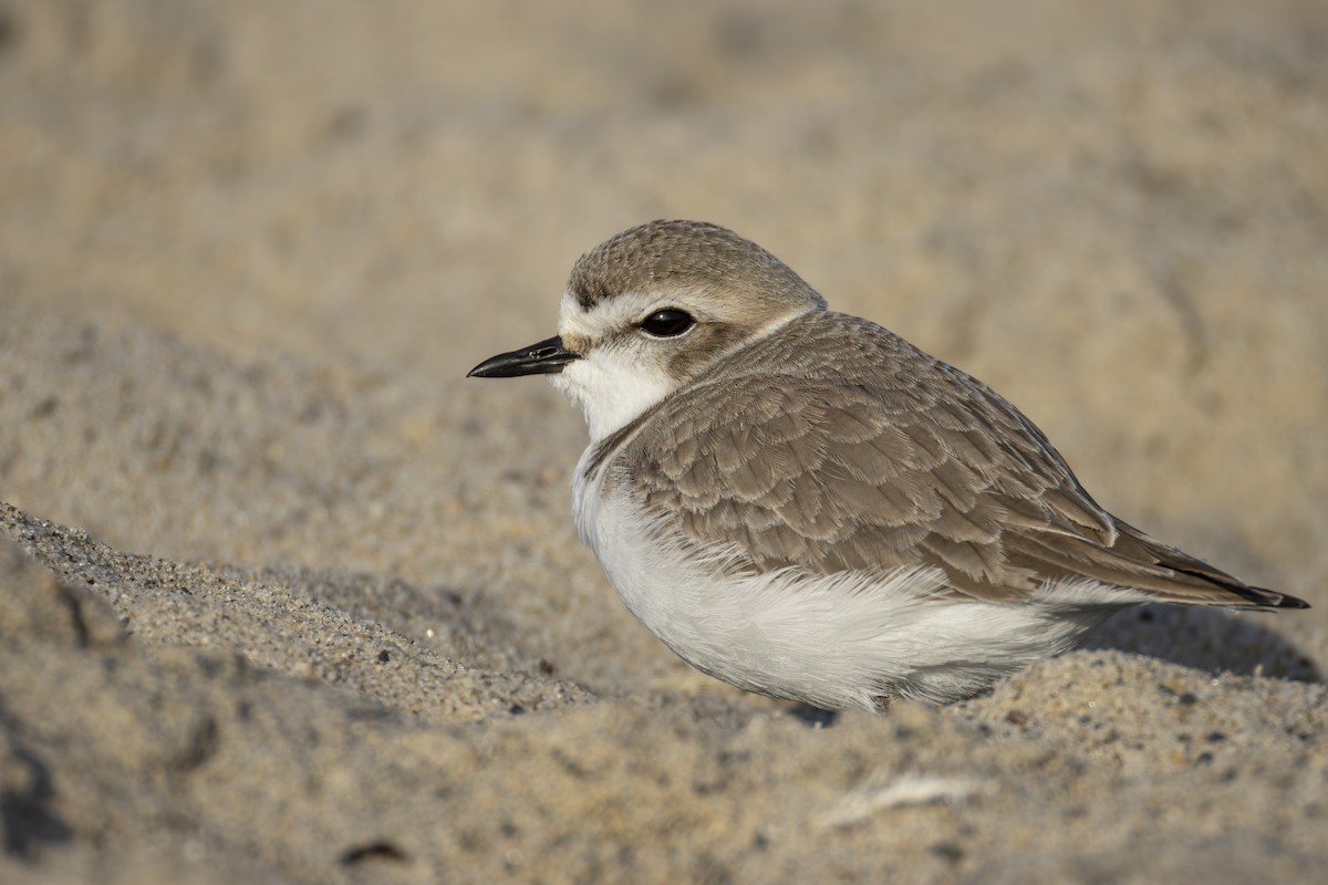 Schneeregenpfeifer - ML647203824