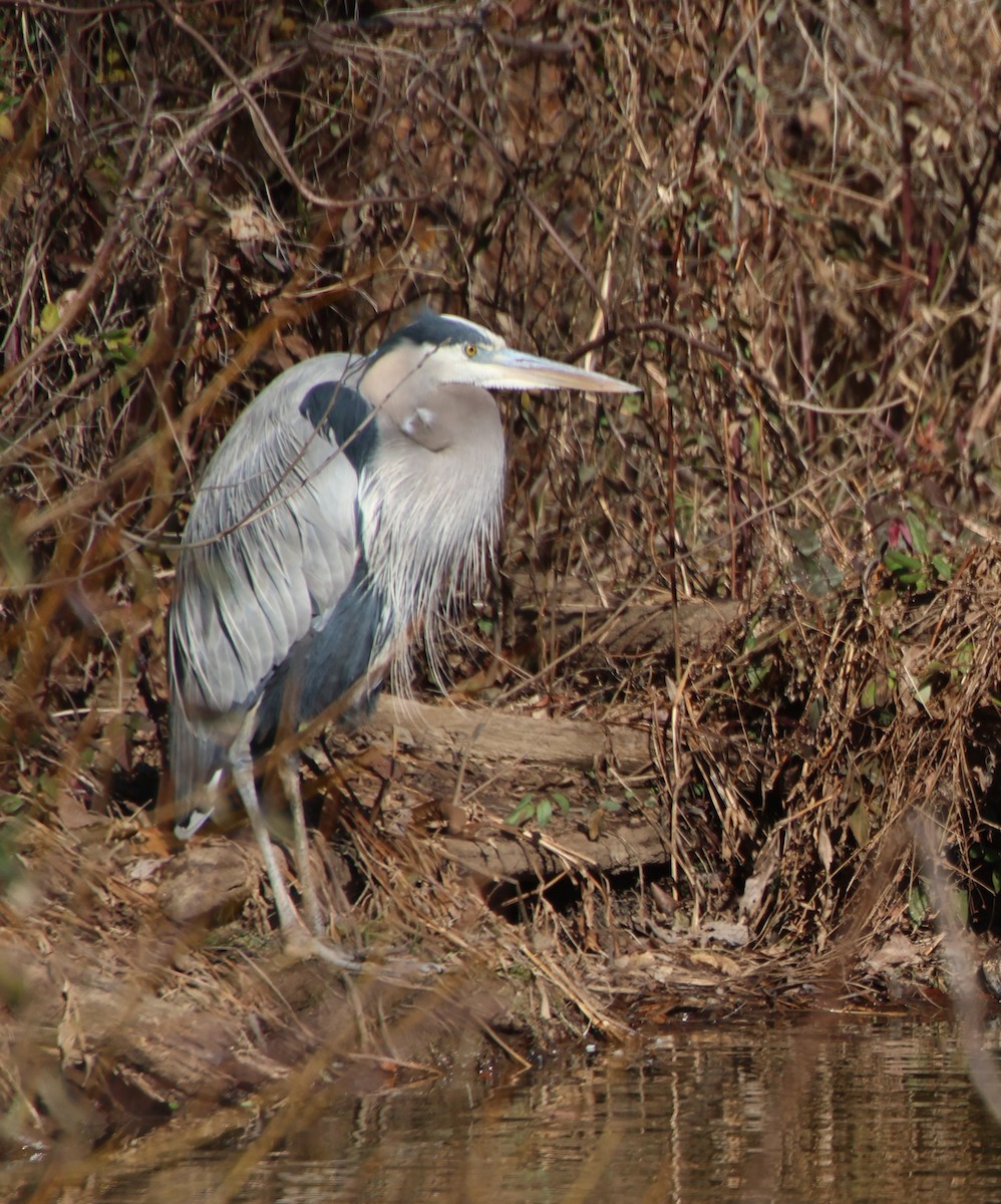 Kanadareiher - ML647203825