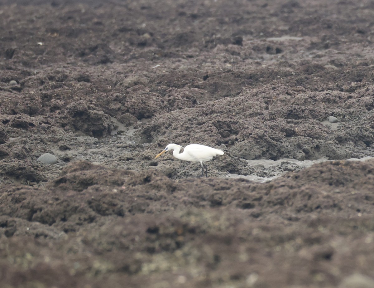 Schneereiher - ML647203826