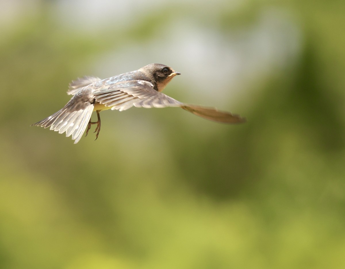 Rauchschwalbe - ML647203827