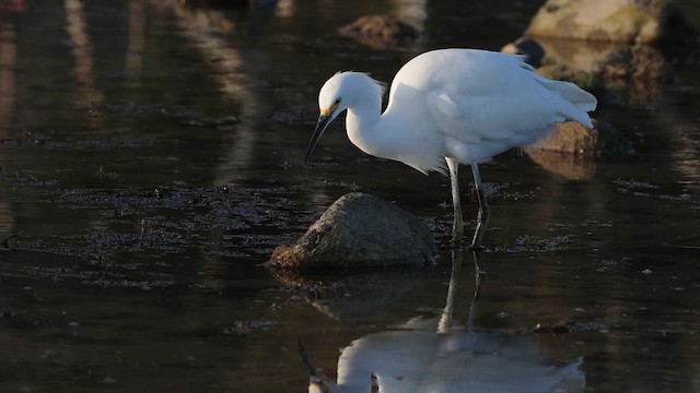 Schmuckreiher - ML647203828