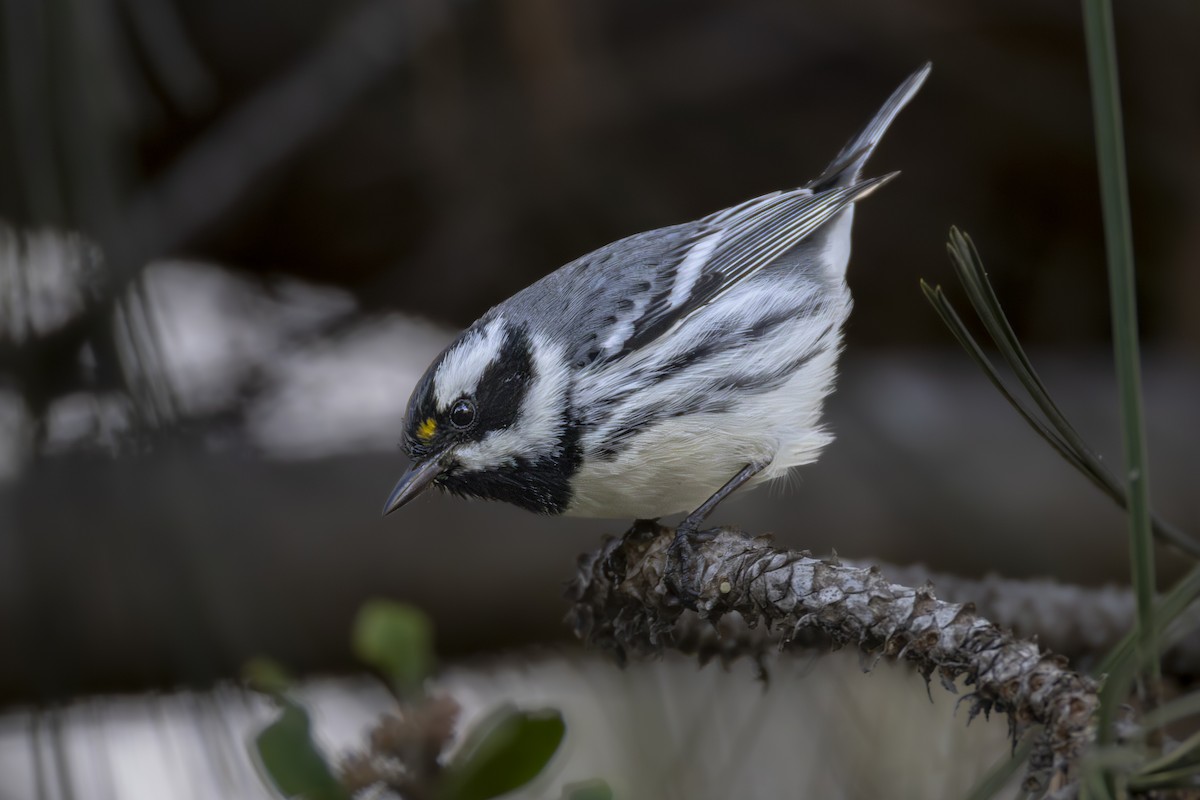 Trauerwaldsänger - ML647203829