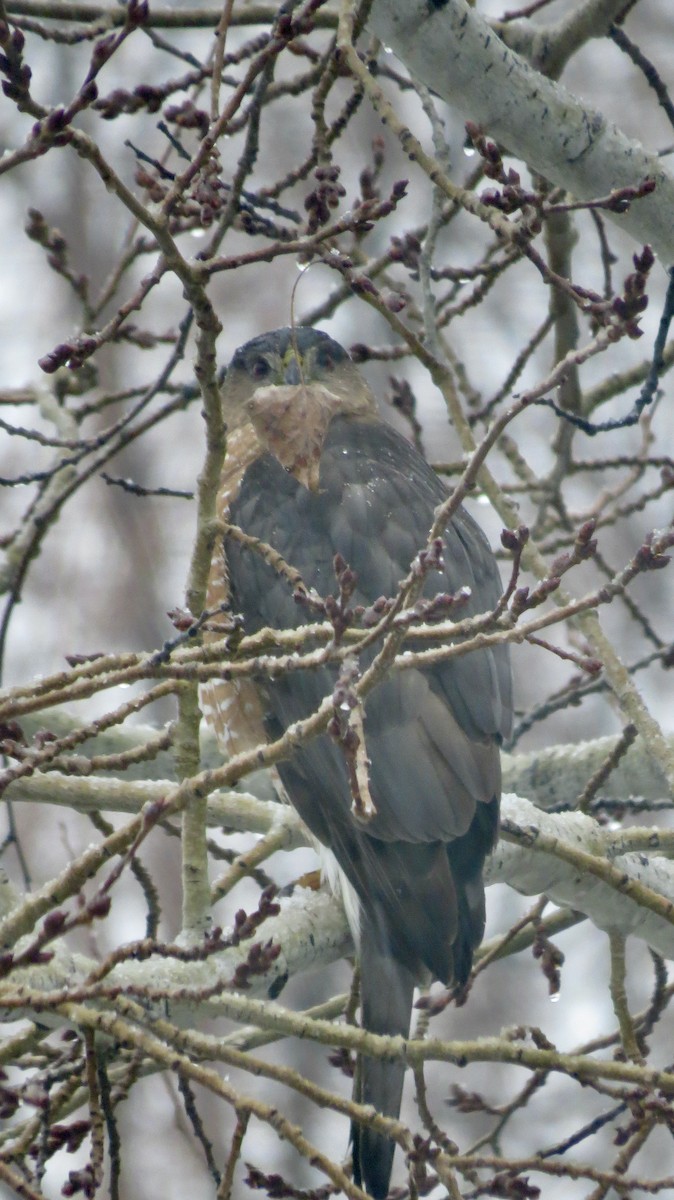 Rundschwanzhabicht - ML647203830