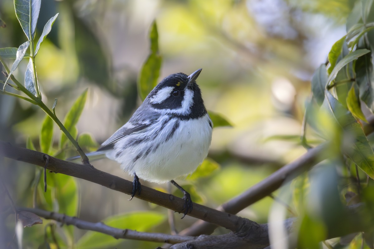 Trauerwaldsänger - ML647203831