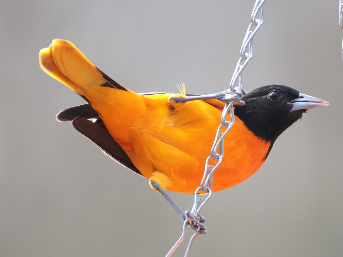 Baltimoretrupial - ML647203832