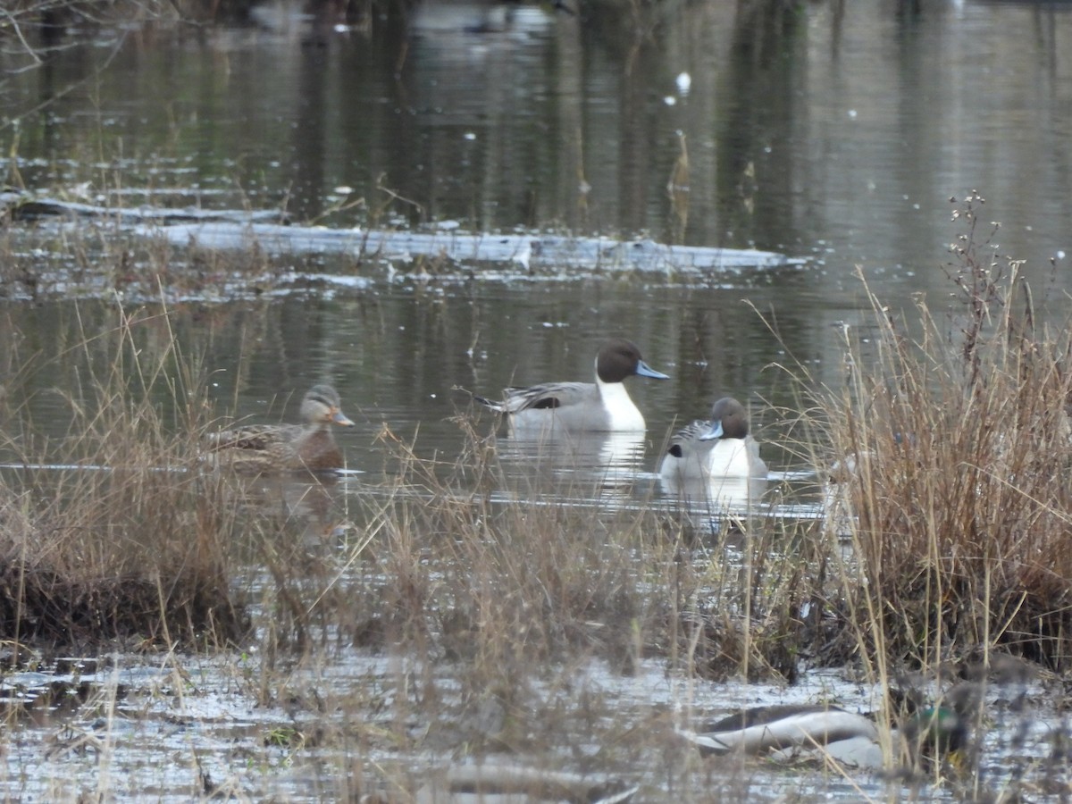 Spießente - ML647203833