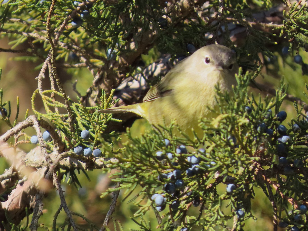 Orangefleck-Waldsänger - ML647203834