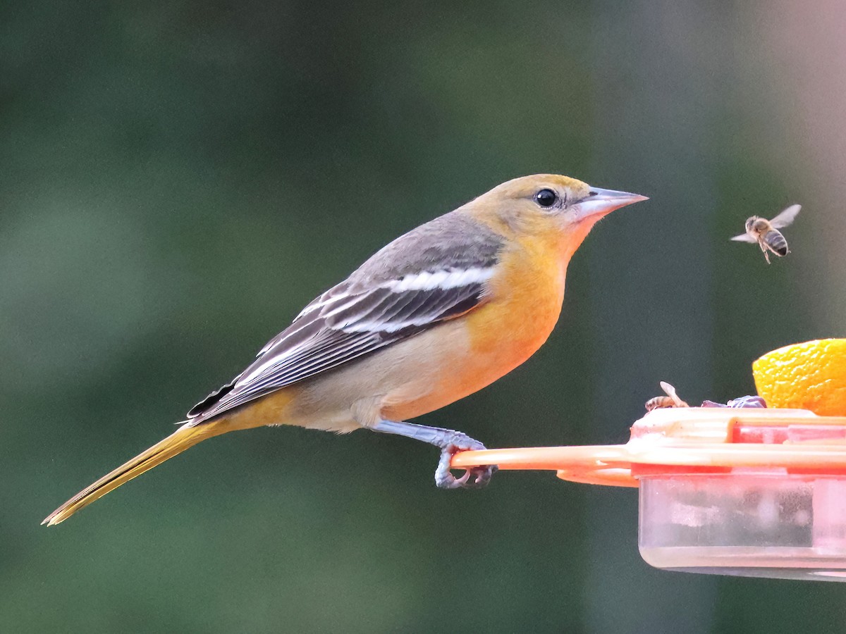 Baltimoretrupial - ML647203838