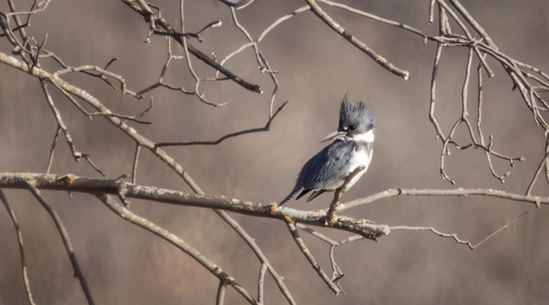 Belted Kingfisher - ML647203851