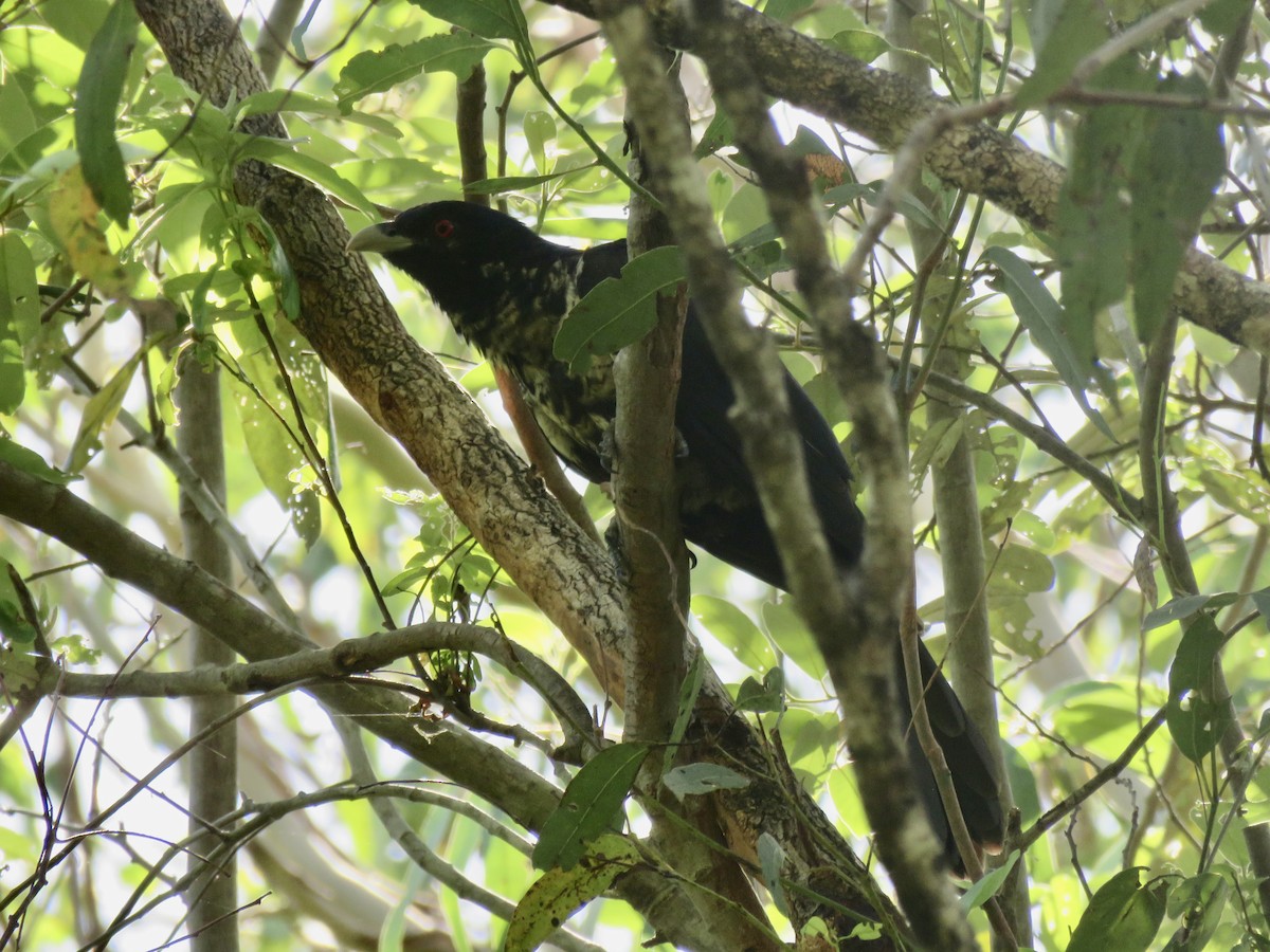 Pacific Koel - ML647203856