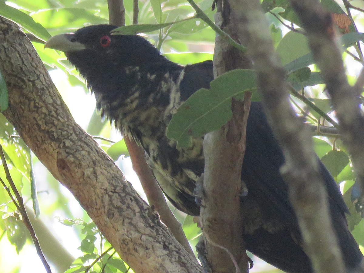 Pacific Koel - ML647203862