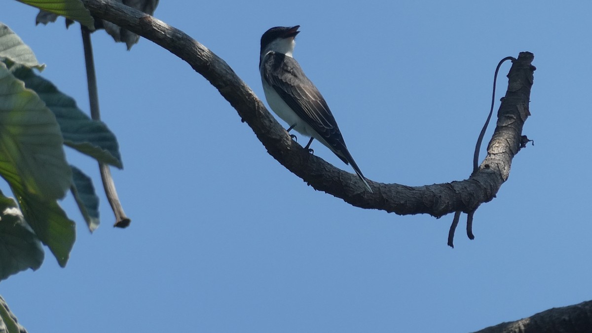 tyran obecný - ML647203864