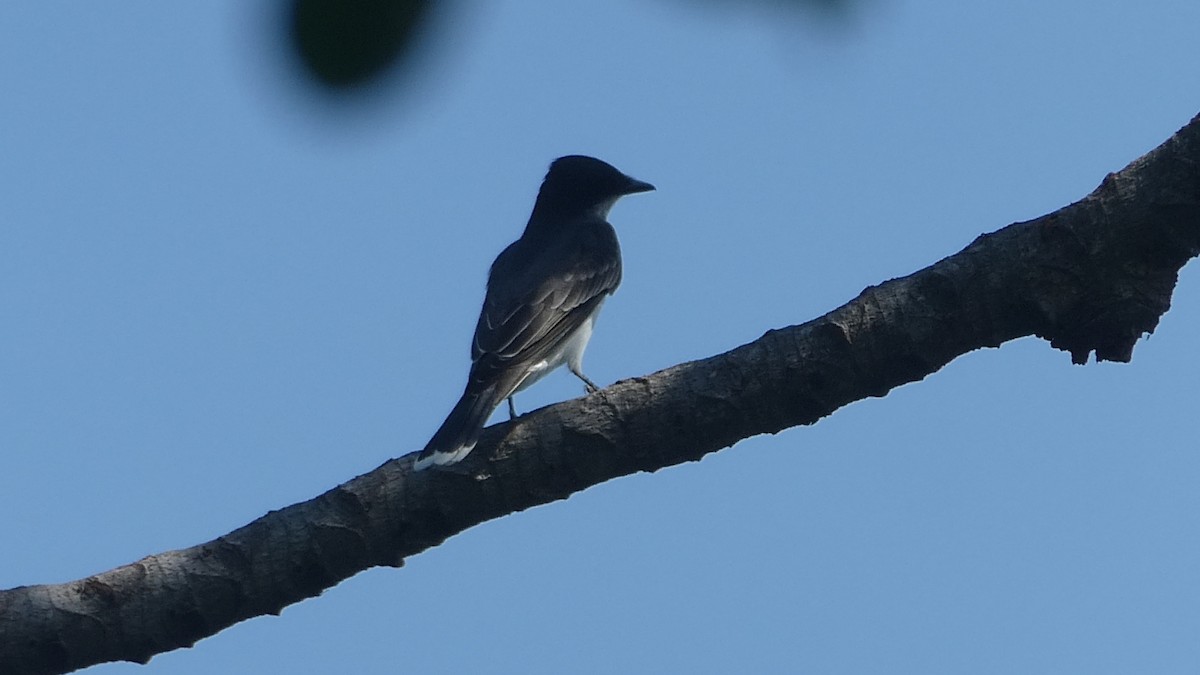 Eastern Kingbird - ML647203865